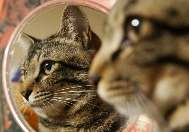鏡越しに映る猫