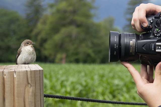 鳥とカメラ